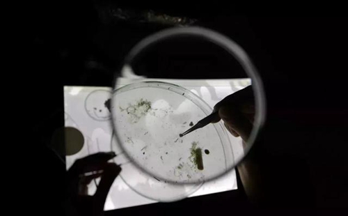 科學家確認人體已被微塑料污染，污染源不僅是海洋